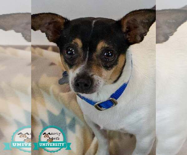 Medium Photo #1 Chihuahua-Unknown Mix Puppy For Sale in Kennesaw, GA, USA