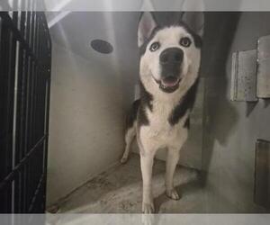 Siberian Husky Dogs for adoption in Houston, TX, USA