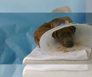 Mutt Dogs for adoption in Downey, CA, USA