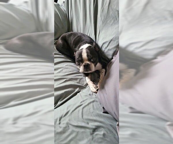 Medium Photo #1 Boston Terrier Puppy For Sale in Ogden, UT, USA