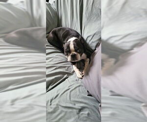 Boston Terrier Dogs for adoption in Ogden, UT, USA