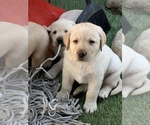 Small Photo #12 Labrador Retriever Puppy For Sale in ROMOLAND, CA, USA