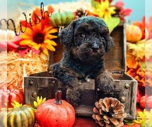 Aussiedoodle-Poodle (Standard) Mix Puppy for sale in MILLVILLE, MN, USA