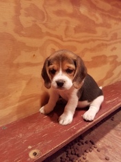 Beagle Puppy for sale in LINCOLN, TX, USA