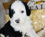 Small #1 Sheepadoodle