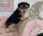 Small #6 Morkie