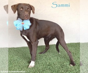 Sammi - Female Chocolate Labrador retriever-Weimaraner Mix Dog for Adoption - Photo #8