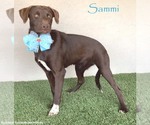 Small #7 Chocolate Labrador retriever-Weimaraner Mix