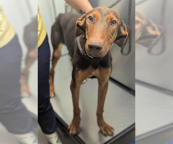 Medium Photo #1 Doberman Pinscher-Unknown Mix Puppy For Sale in Fort Lauderdale, FL, USA