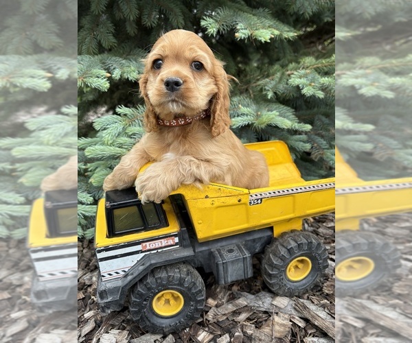 Medium Photo #2 Cocker Spaniel Puppy For Sale in MIDDLEBURY, IN, USA