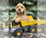 Small #1 Cocker Spaniel