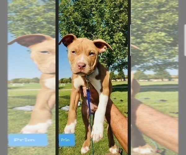 Medium Photo #17 American Pit Bull Terrier Puppy For Sale in ABERDEEN, SD, USA
