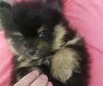 Small Photo #8 Pomeranian Puppy For Sale in LAKE ELSINORE, CA, USA