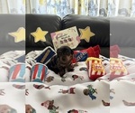 Puppy Silver Boy Dachshund