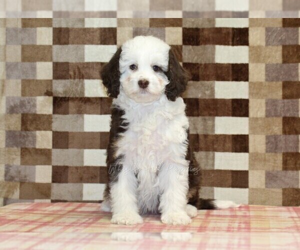 Medium Photo #3 Bernedoodle (Miniature) Puppy For Sale in DENVER, PA, USA