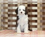 Small #2 Bernedoodle (Miniature)
