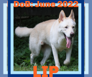 - Mix Dogs for adoption in Sebec, ME, USA