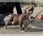 Small Photo #4 American Bully Puppy For Sale in COUNTRY CLUB HILLS, MO, USA