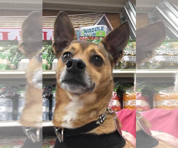 Medium Photo #5 Chihuahua-Unknown Mix Puppy For Sale in Rootstown, OH, USA