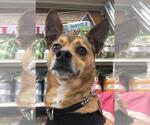 Small #4 Chihuahua Mix