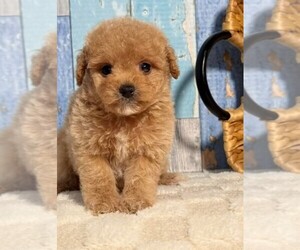 Cockapoo (Toy) Puppy for Sale in MIRAMAR, Florida USA