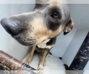 Mutt Dogs for adoption in Houston, TX, USA