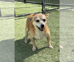 Small #3 Chihuahua Mix