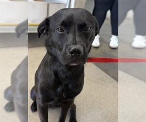 Pug-Unknown Mix Dogs for adoption in San Bernardino, CA, USA