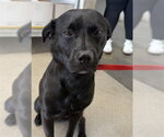 Small Pug Mix