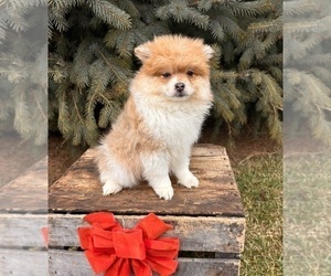 Pomeranian Puppy for sale in MIDDLEBURY, IN, USA