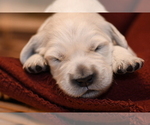 Small Photo #1 English Cream Golden Retriever Puppy For Sale in MCHENRY, IL, USA
