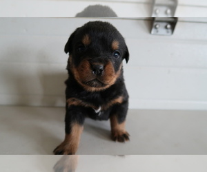 Rottweiler Puppy for sale in CHICAGO, IL, USA