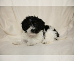 Small Photo #3 Poovanese Puppy For Sale in GORDONVILLE, PA, USA