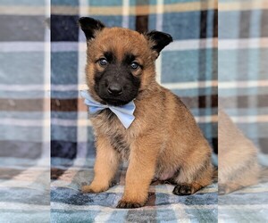Malinois Puppy for sale in LANCASTER, PA, USA