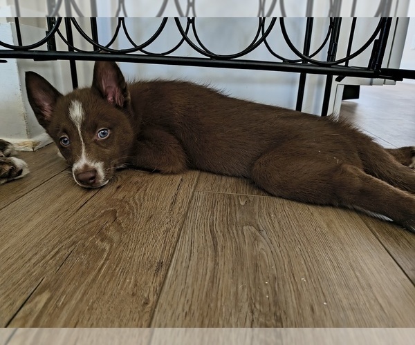 Medium Photo #16 Pomsky Puppy For Sale in CHARLOTTE, NC, USA