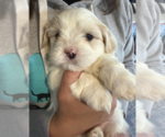 Small #3 Maltese Mix