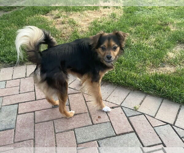 Medium Photo #6 Chihuahua-Unknown Mix Puppy For Sale in Holly Springs, NC, USA