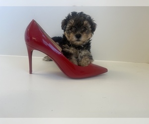YorkiePoo Puppy for Sale in BEVERLY HILLS, California USA