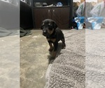 Small Photo #15 Doberman Pinscher Puppy For Sale in GOOSE CREEK, SC, USA