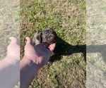Small Photo #9 German Shorthaired Pointer Puppy For Sale in ELIZABETH CITY, NC, USA