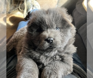Chow Chow Puppy for sale in LYNCHBURG, VA, USA