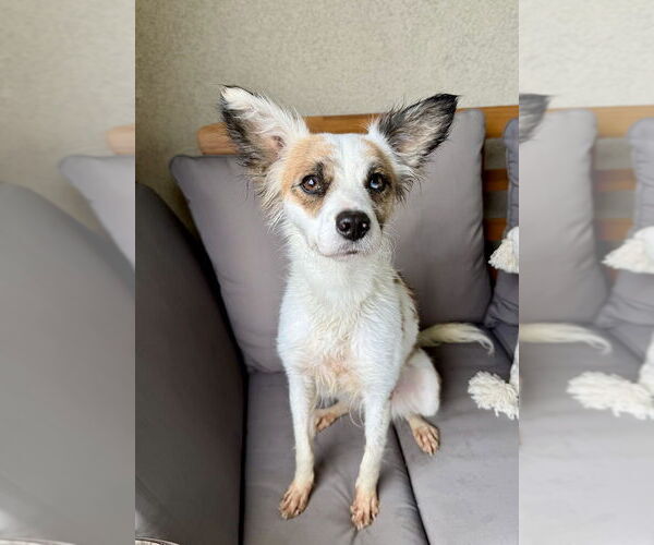 Medium Photo #2 Mutt Puppy For Sale in San Diego, CA, USA