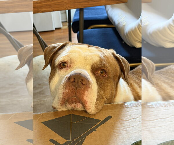 Medium Photo #2 American Bulldog Puppy For Sale in Miami, FL, USA