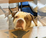 Small #1 American Bulldog