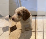 Puppy Dahlia Bernedoodle (Miniature) (+ Poodle Miniature)