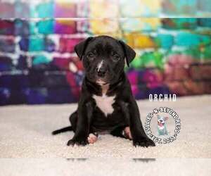 Staffordshire Bull Terrier-Unknown Mix Dogs for adoption in Omaha, NE, USA