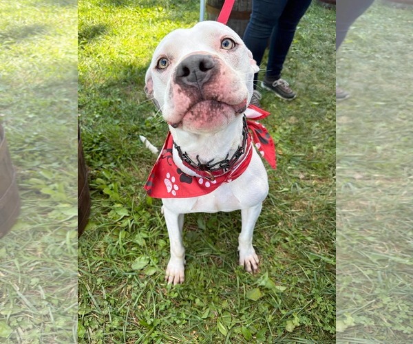 Medium Photo #5 American Pit Bull Terrier-Unknown Mix Puppy For Sale in Germantown, OH, USA