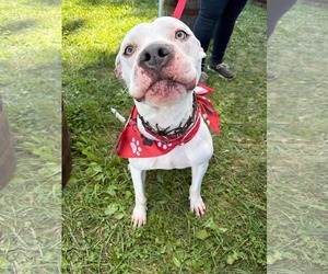 Monteray - Male American Pit Bull Terrier-Unknown Mix Dog for Adoption - Photo #5