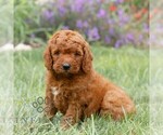 Small #1 Miniature Labradoodle