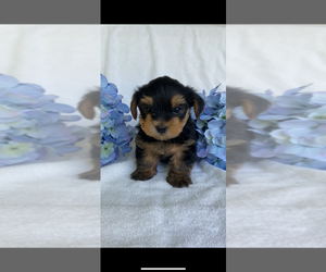 Yorkshire Terrier Puppy for sale in GREENVILLE, SC, USA